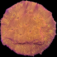 Orange Leptoseris Frag