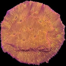 Orange Leptoseris Frag