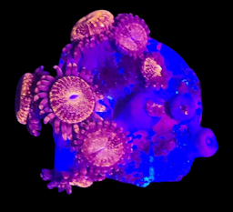 Pandora Palythoa Frag