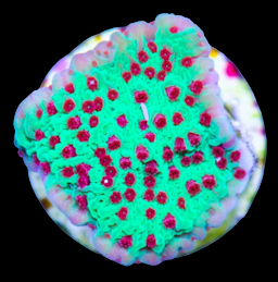 Season's Greetings Montipora Frag