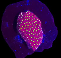 Strawberry Stylophora Frag